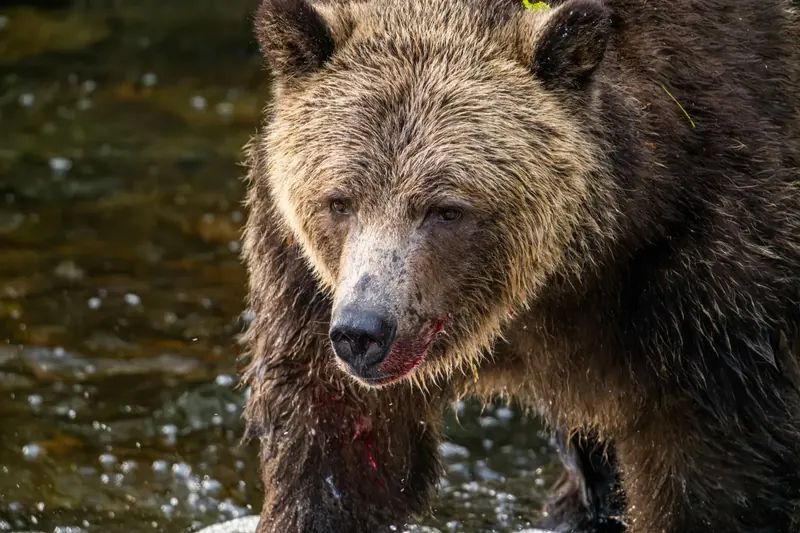 A grizzly bear stands in a shallow river with salmon in the water around it.